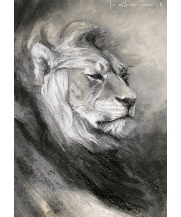 Charcoal drawing - Lion