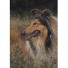 ACEO print "Rough Collie and Saw-wort"