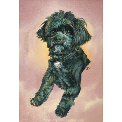 Watercolor portrait "Shih Tzu"