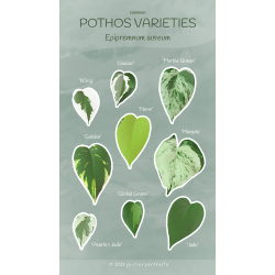 Stickerbogen - "Common Pothos Varieties"