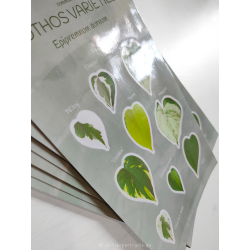 Sticker sheet - "Common Pothos Varieties"