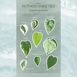 Sticker sheet - "Common Pothos Varieties"