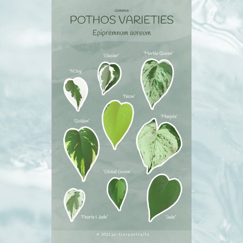 Stickerbogen - "Common Pothos Varieties"