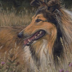 Original ACEO "Rough Collie and saw-wort"