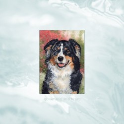 Original ACEO "Tricolor Merle Aussie"