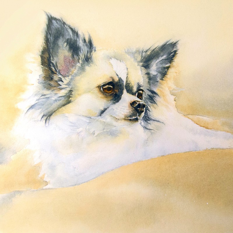 Aquarellportrait "Langhaar-Chihuahua"