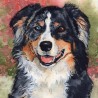 Original ACEO "Tricolor Merle Aussie"