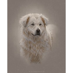 Digital pet portrait - Colored Sketch