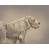 Digital pet portrait - Colored Sketch