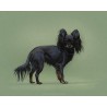 Digital pet portrait - Colored Sketch