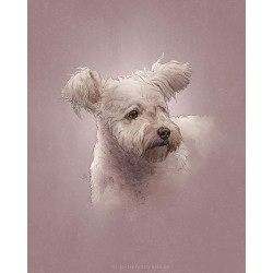 Digital pet portrait - Colored Sketch