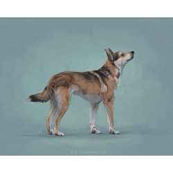 Digital pet portrait - Colored Sketch