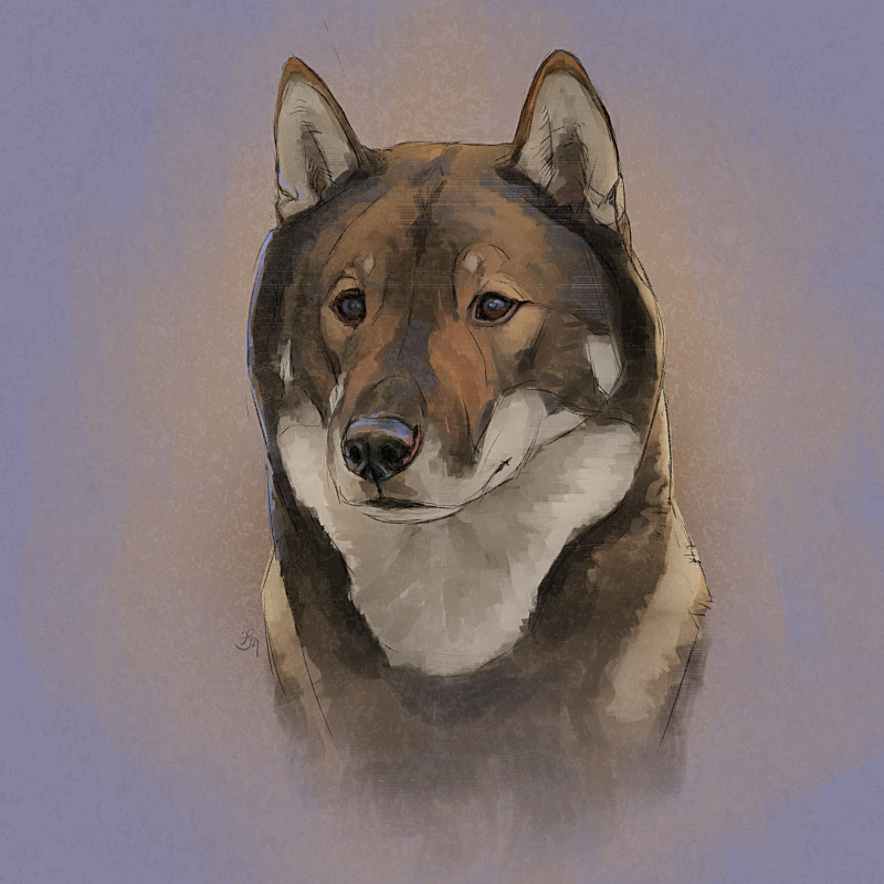 Digital pet portrait - Colored Sketch Digital pet portrait - Colored Sketch